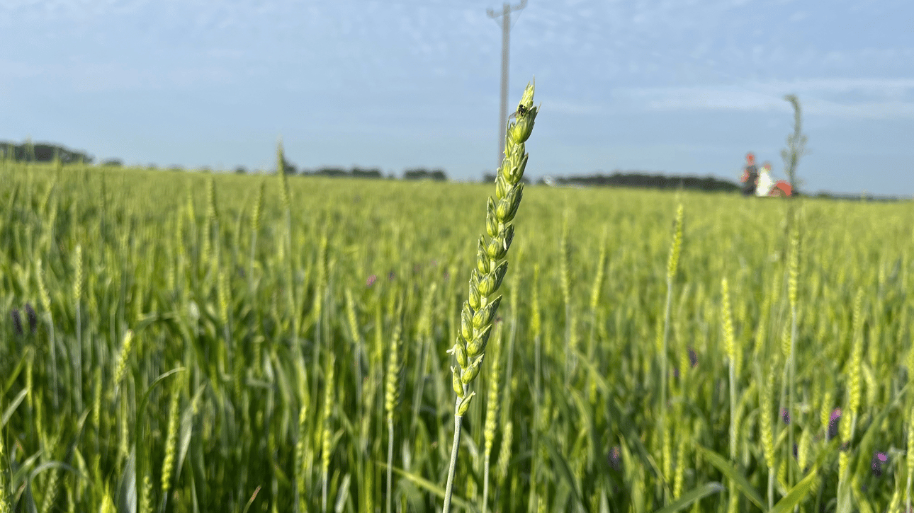 Pomiary biometryczne na pszenicy